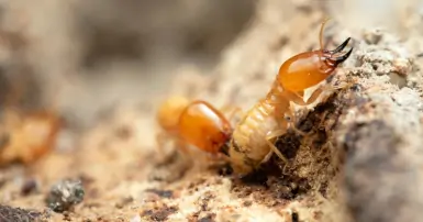 Mách bạn một số cách diệt mối tận gốc tại nhà cực nhanh chóng, hiệu quả