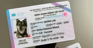 Cách đăng ký thẻ định danh thú cưng nhanh chóng, chuẩn xác
