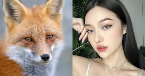 Mắt Cáo là gì? Giải mã người sở hữu ánh tướng mắt sắc sảo này