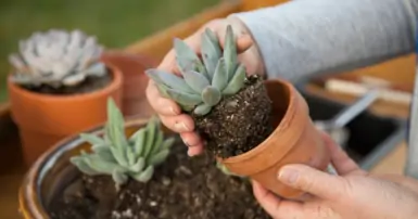 Hướng dẫn cách trồng và chăm sóc sen đá đúng cách, ít bị héo