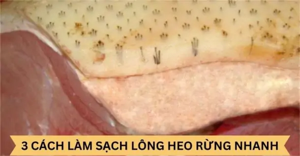 Cách làm sạch lông heo rừng nhanh, đơn giản tại nhà