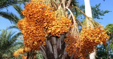 Cây Chà Là: Tên gọi, đặc điểm, lợi ích và ý nghĩa phong thủy