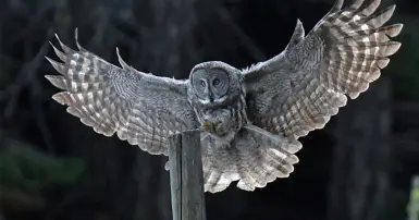 Cú mèo bay vào nhà - Giải mã ý nghĩa phong thủy và khoa học