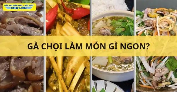 Gà chọi làm món gì ngon? Tổng hợp 8 Món ăn bắt mắt, hấp dẫn