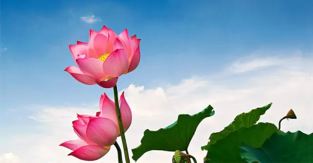 TOP 30+ hình nền hoa sen đẹp, ý nghĩa cho điện thoại và máy tính