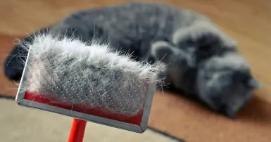 Tổng hợp những cách lấy lông mèo ra khỏi quần áo nhanh chóng và hiệu quả