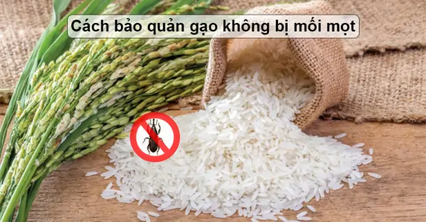Cách bảo quản gạo không bị mối mọt