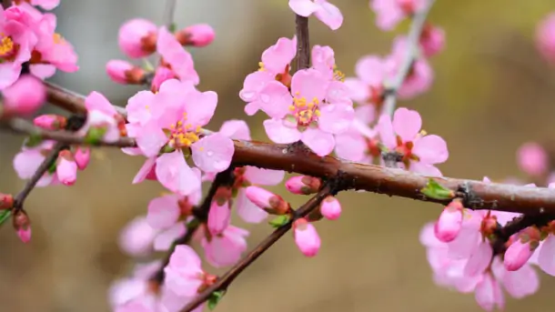 Bạn có biết ý nghĩa của hoa đào ngày Tết Nguyên đán?
