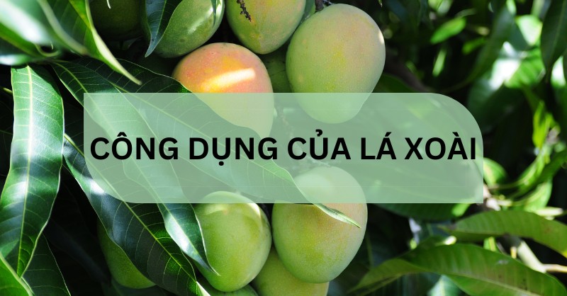 3. Các Ứng Dụng Cụ Thể