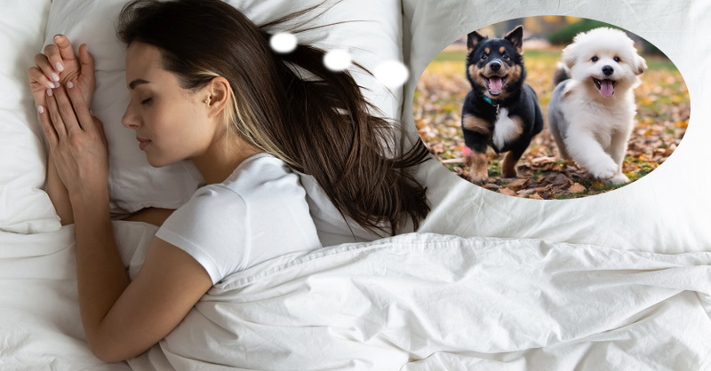 Nằm Mơ Thấy Chó Chạy Theo Mình: Giải Mã Điềm Báo Và Con Số May Mắn