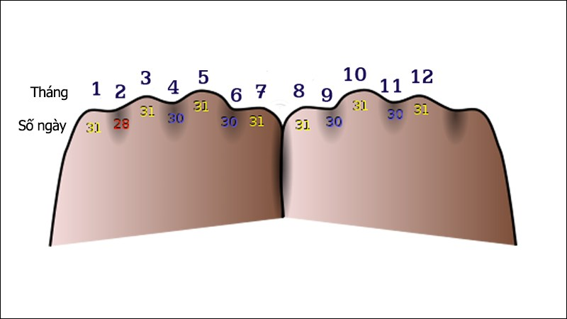 cách tính số ngày trong tháng bằng quy luật nắm tay