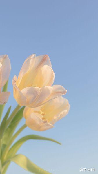 Hình nền hoa Tulip màu trắng tinh khôi