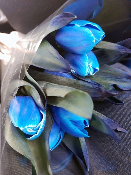 Ảnh nền hoa Tulip màu xanh dương