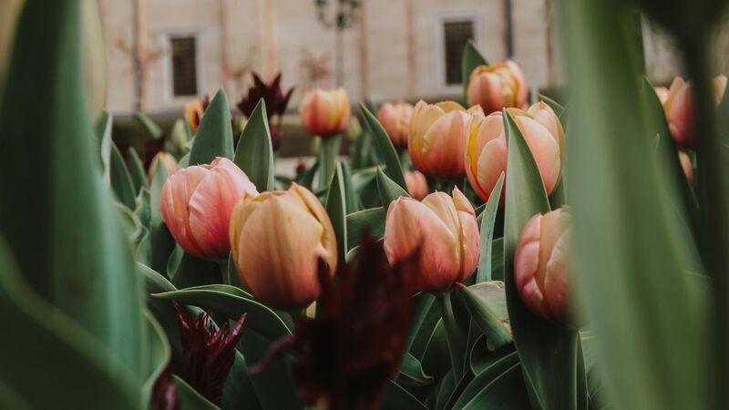 Hình nền hoa Tulip đẹp, trang nhã