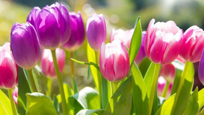 Hình nền hoa Tulip đẹp, trang nhã