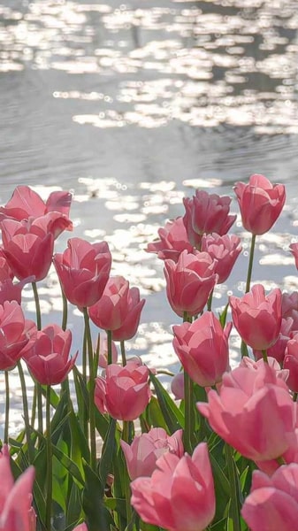 Hình nền hoa Tulip màu hồng 