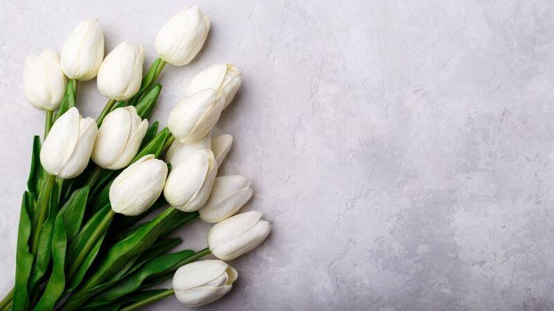 Hình nền hoa Tulip nhẹ nhàng, mê mẩn