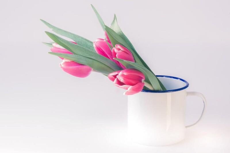 Hình nền hoa Tulip nhẹ nhàng, mê mẩn