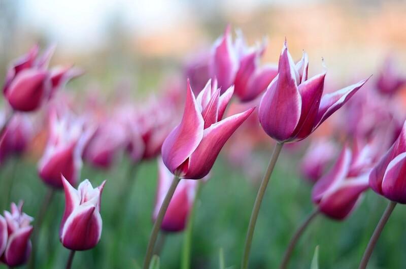 Hình nền hoa Tulip nhẹ nhàng, mê mẩn