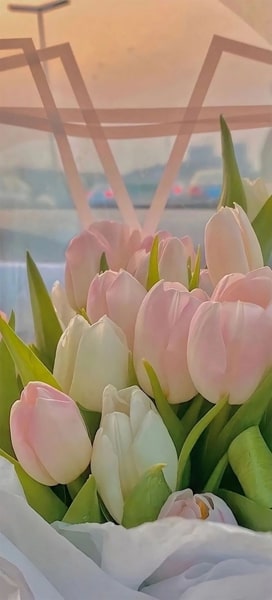 Hình nền hoa Tulip màu hồng 