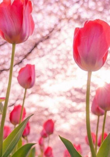 Hình nền hoa Tulip màu trắng tinh khôi