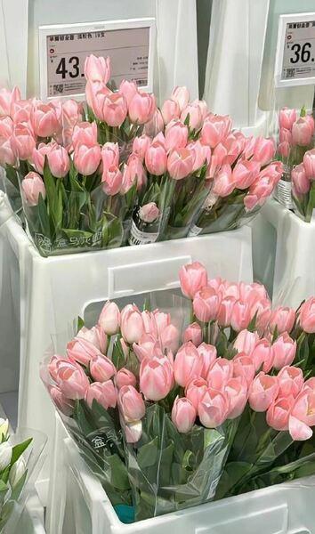 Hình nền hoa Tulip màu hồng 