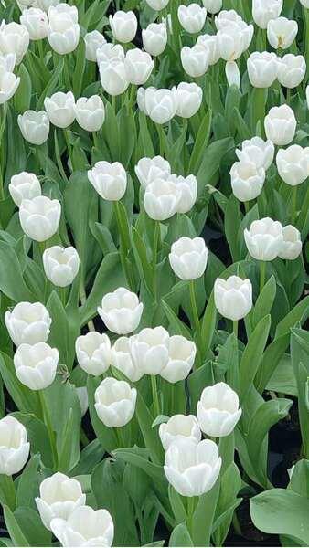 Hình nền hoa Tulip màu trắng tinh khôi