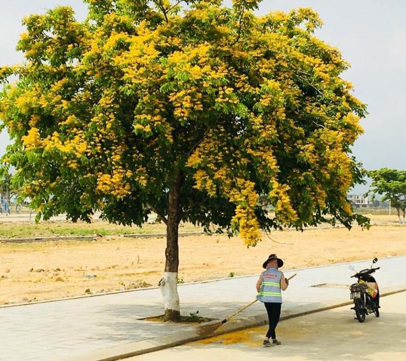 hình ảnh đẹp về cây giáng hương 