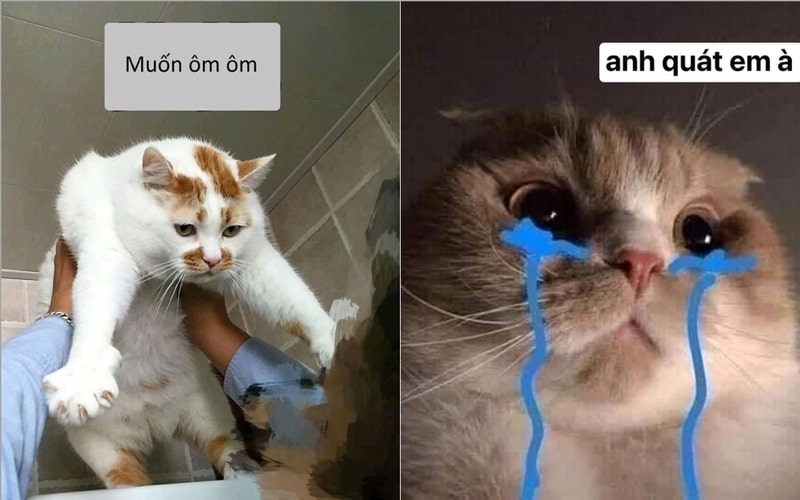 Bộ ảnh meme hài hước về mèo