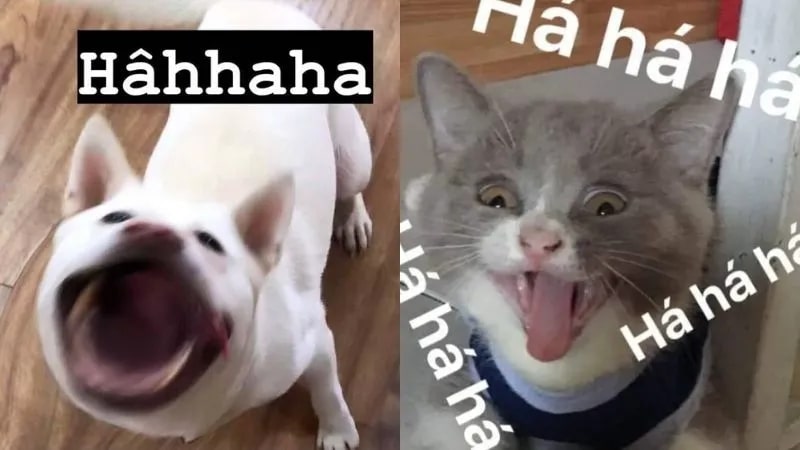 Ảnh meme vui nhộn haha