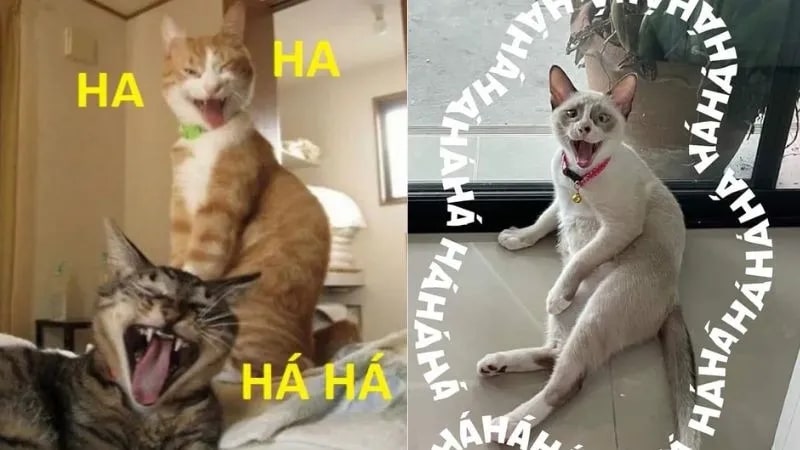 Ảnh meme vui nhộn haha