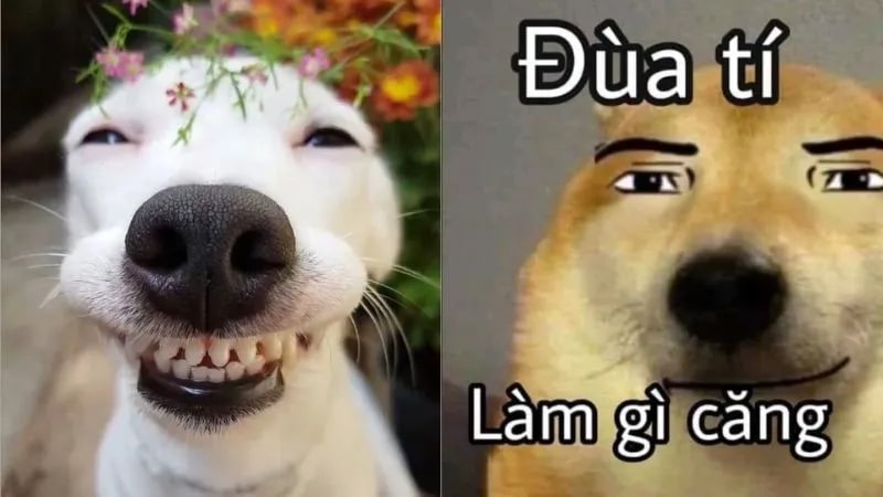 Ảnh meme hài bựa chó