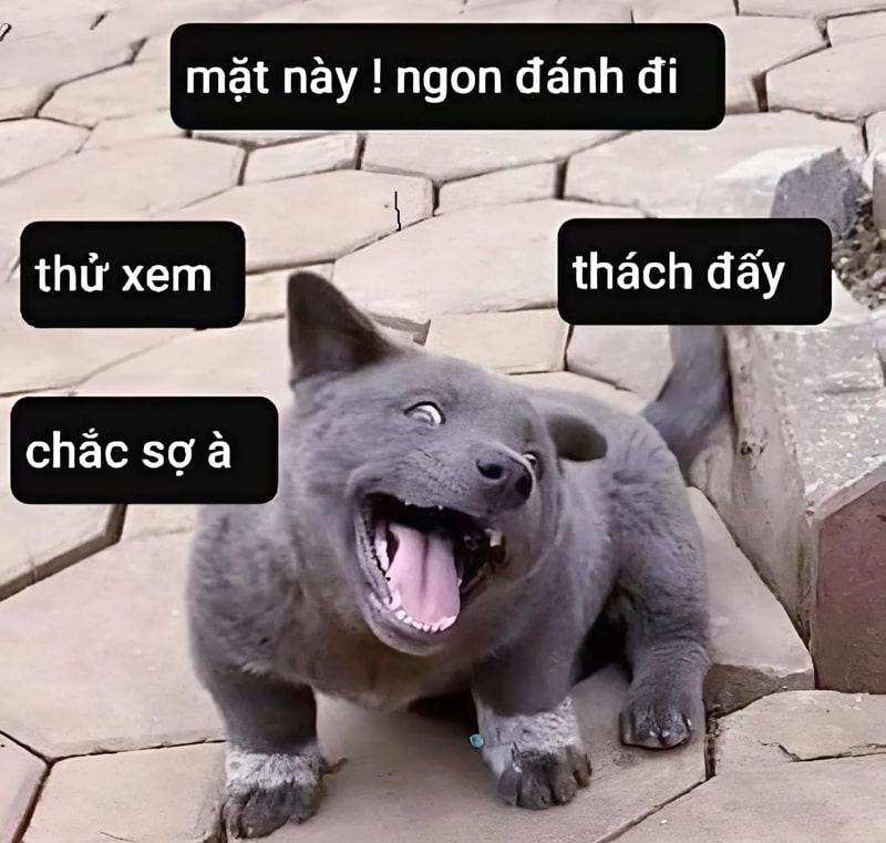  meme độc đáo bạn nên tải về