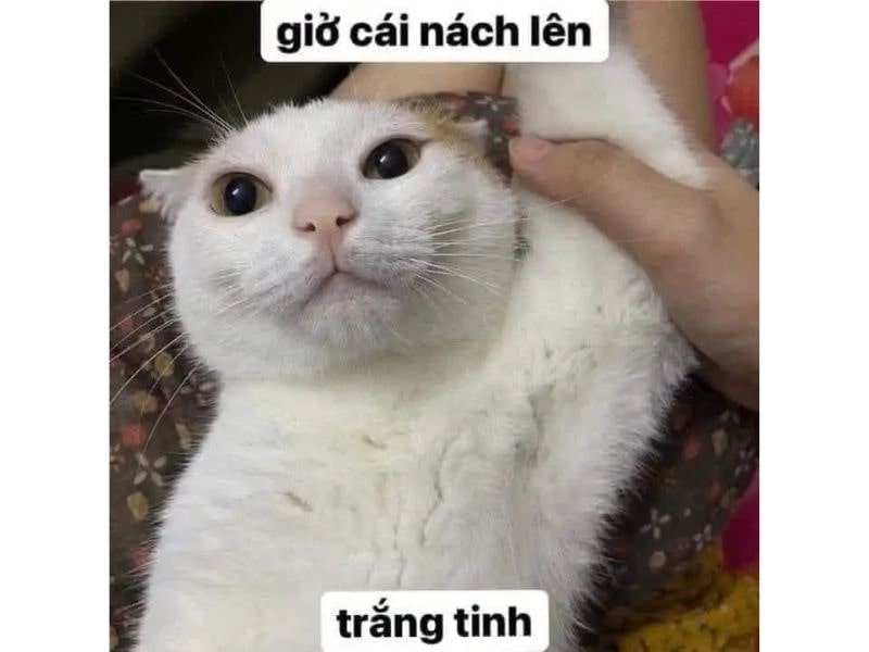 Meme mèo hài hước