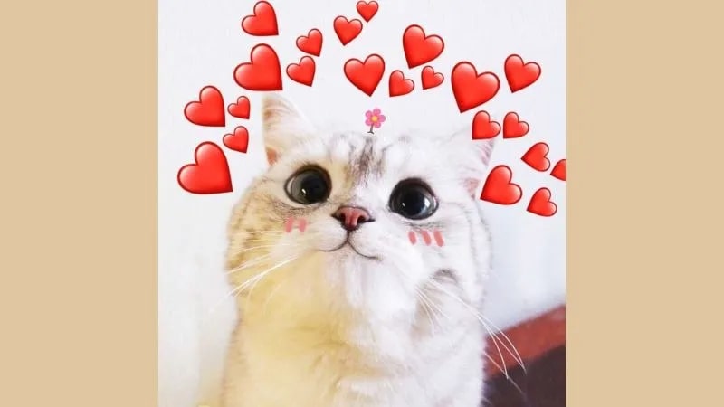 Gợi ý meme cute, siêu xứng đáng yêu 