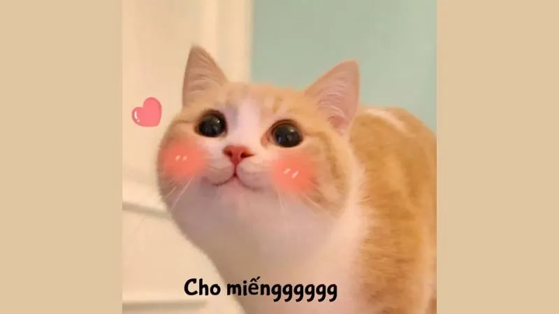 Gợi ý meme cute, siêu xứng đáng yêu 