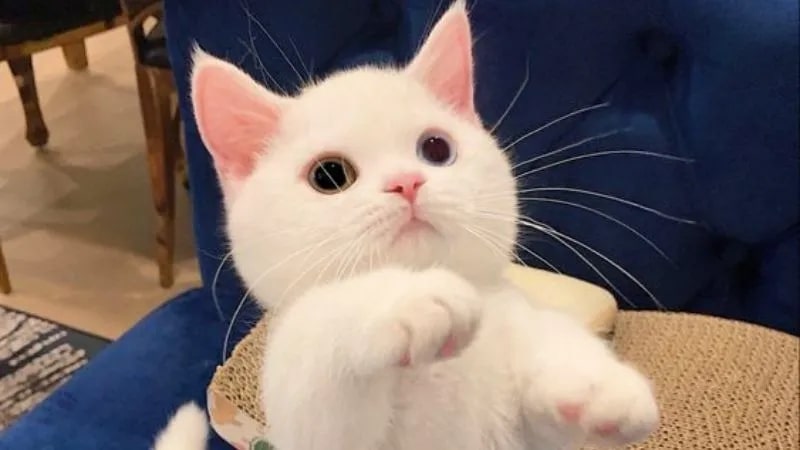 Gợi ý meme cute, siêu xứng đáng yêu 