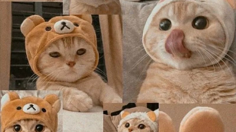 Gợi ý meme cute, siêu xứng đáng yêu 