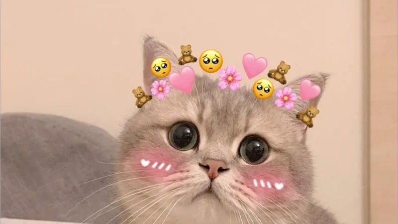 Gợi ý meme cute, siêu xứng đáng yêu 