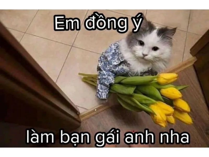 Meme mèo hài hước