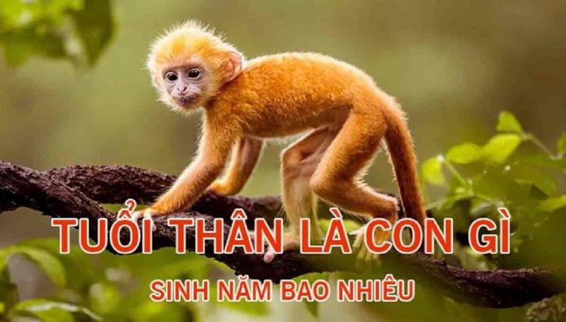 Tuổi Thân là tuổi con Khỉ