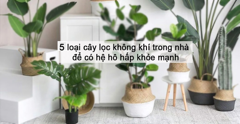 5 loại cây lọc không khí trong nhà