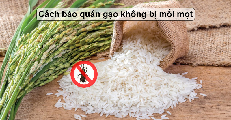 Cách bảo quản gạo không bị mối mọt