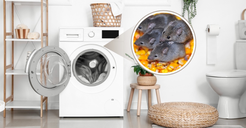 Chuột hoặc côn trùng cắn phá dây điện máy giặt Electrolux