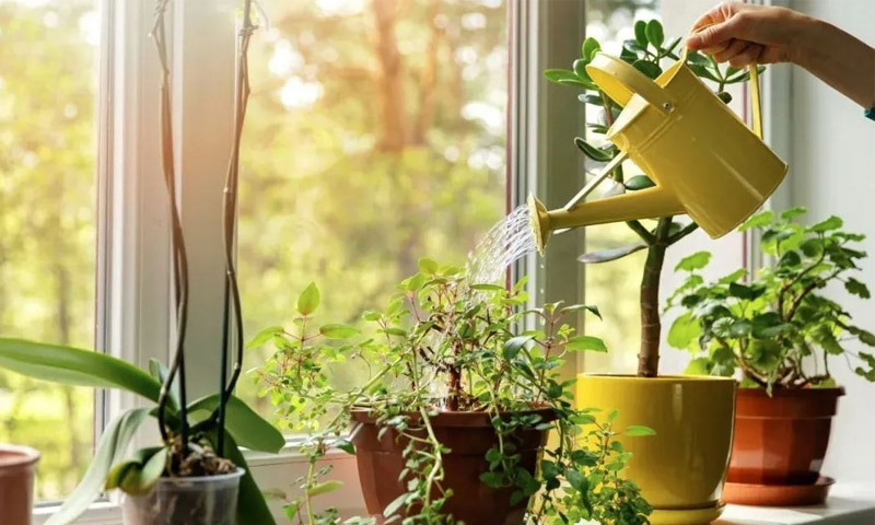 Tận dụng nước chảy từ điều hòa để tưới cây, rửa xe hay vệ sinh sàn nhà