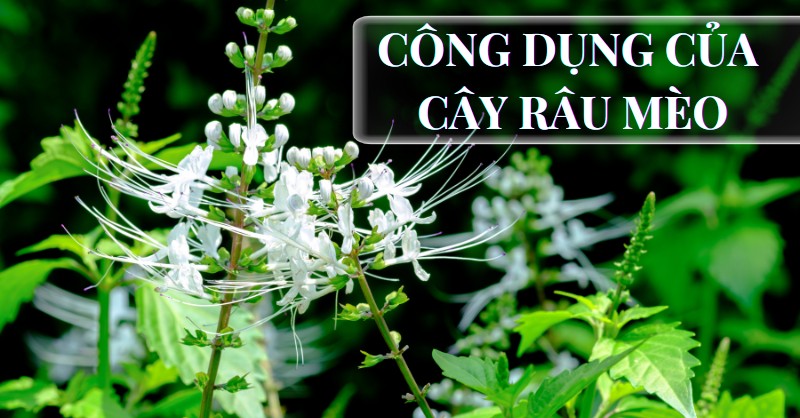 Công dụng của cây râu mèo