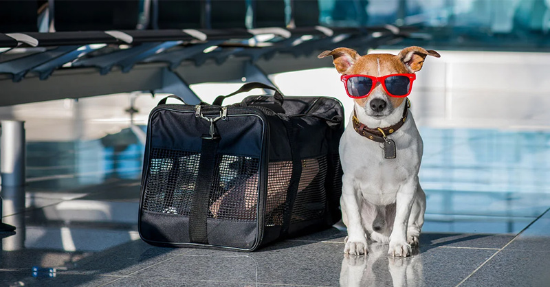 Choose an Airline and Opt for Special Pet Services