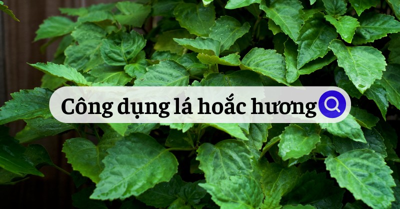 Tìm hiểu công dụng lá hoắc hương