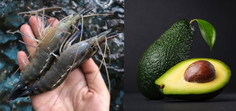 Nguyên liệu tôm tươi và bơ quả bơ để làm bánh mì chiên tôm