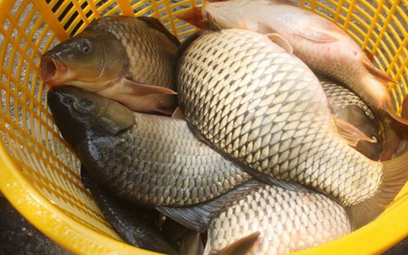 Cá chép tươi làm nguyên liệu nấu cá chép om dưa